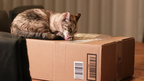 brown cat resting on the top of the paper box and washing his itchy hands - slow motion shot