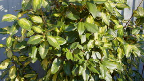 Euonymus-Busch-Im-Britischen-Wintergarten,-Nach-Oben-Kippen