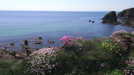 beautiful colours seapinks in summer epic locations waterford ireland