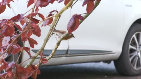 Urban-bird,-Red-Robin-on-a-branch-near-car-park