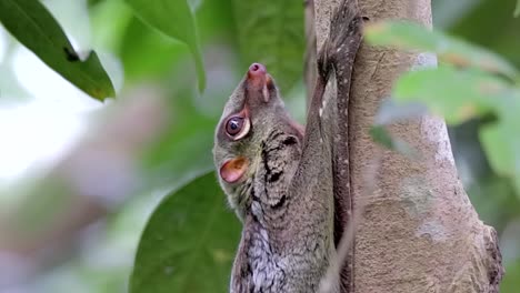 Lémur-Volador,-O-Colugo,-Aferrado-A-Un-árbol-En-Un-Pequeño-Parque-Natural-En-Singapur-Con-Hojas-Verdes-Balanceándose-Con-El-Viento---Tiro-Lateral-De-Medio-Cuerpo-Cerrado