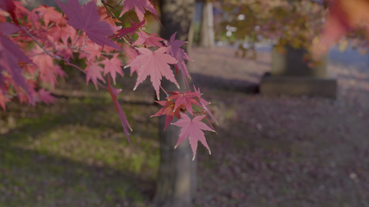 Sen tieteellinen nimi, Acer Palmatum, osoittaa, että sen lehdet ovat sormihalkoiset.
