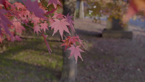 Its scientific name, Acer Palmatum, indicates that its leaves are palmate