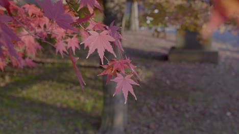 its scientific name, acer palmatum, indicates that its leaves are palmate