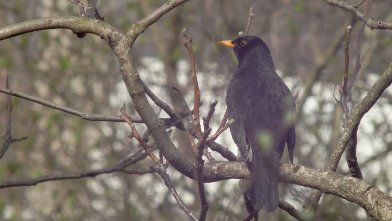 plano medio de un mirlo sentado en una rama de árbol - un pequeño reflejo del sol en su ojo - mirando alrededor un poco agitado y luego volando