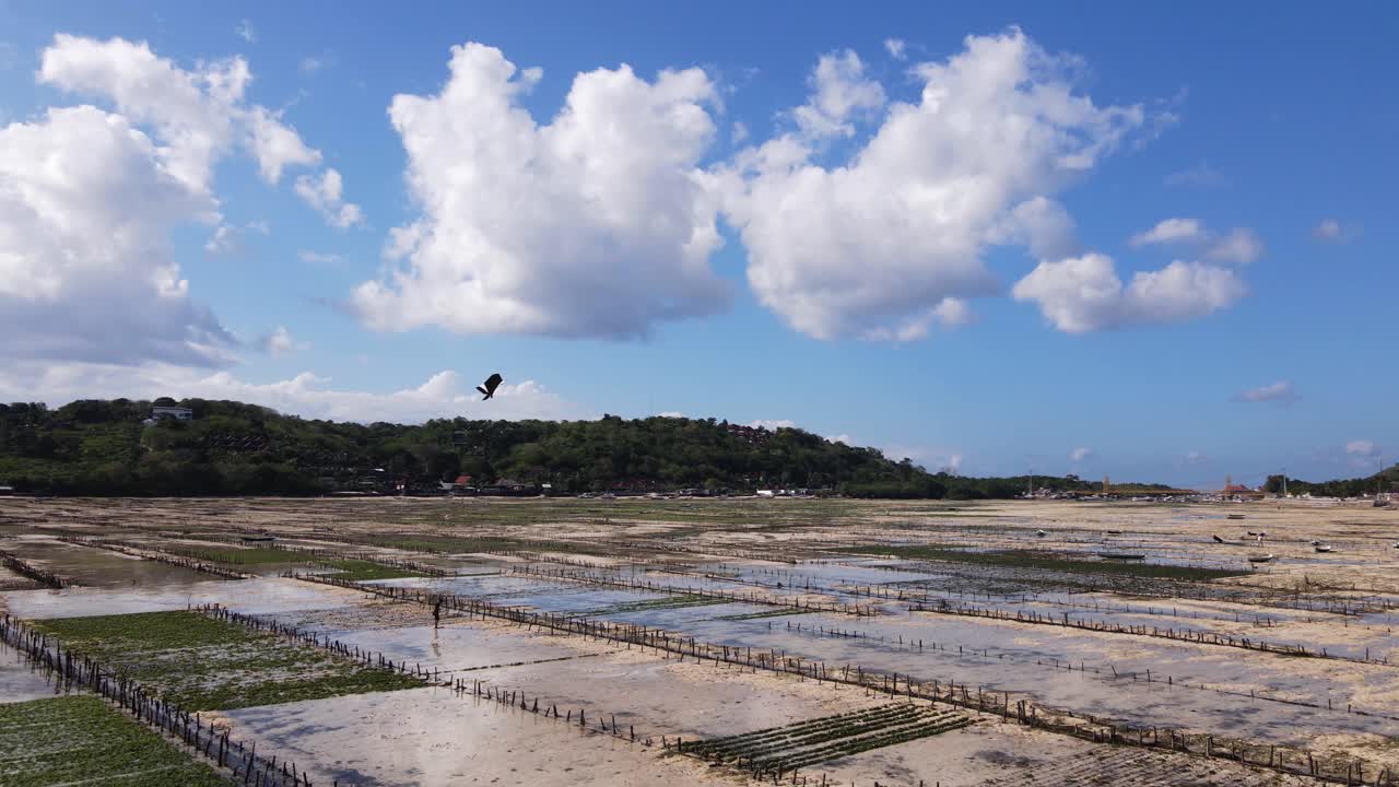 인도네시아의 해조류 농장에서 빛이 넘치는 신선한 공기 속에서 혼자 날개를 날리는 어린 소년의 드론 영상