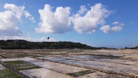 imágenes de drones de un niño disfrutando de su día volando una cometa solo en el aire fresco soleado en una granja de algas marinas en indonesia