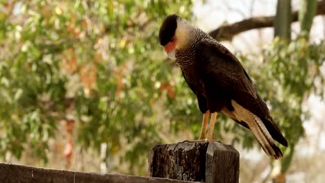 una caracara crestada encaramada en un poste de cerca en busca de comida
