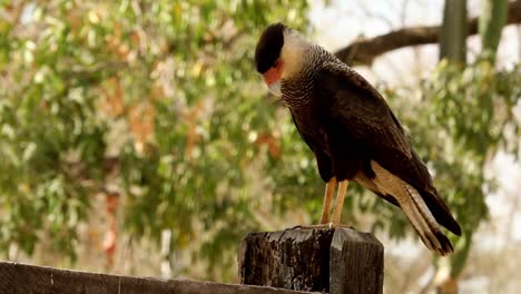 a crested caracara perched on a fence post looking for food