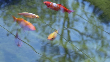 cierre en cámara lenta de la familia de peces koi en diferentes colores nadando en un lago limpio durante el verano