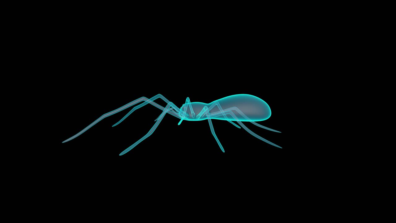 un bellissimo hologramma di ragno 3d
