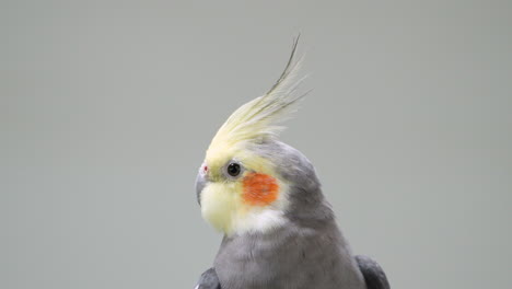 normal grey cockatiel - , also known as the weero or weiro or quarrion parrot