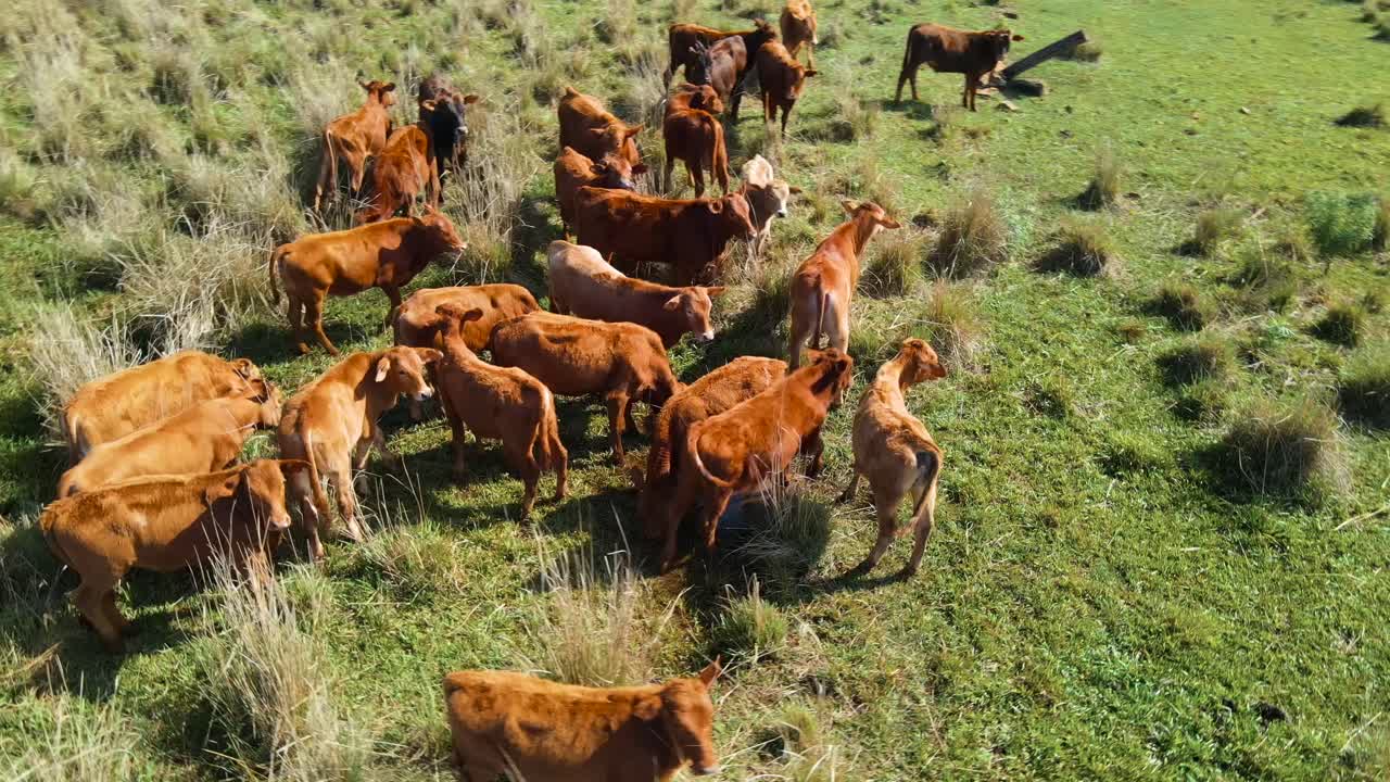 Cattle peacefully grazing in a pastoral livestock field