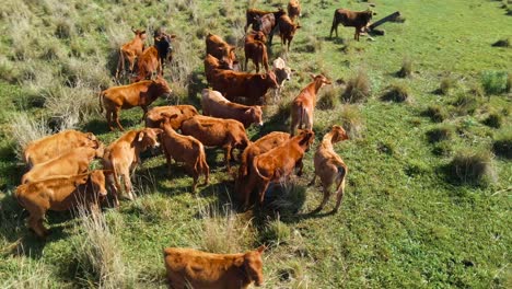 Ganado-Pastando-Pacíficamente-En-Un-Campo-Ganadero-Pastoral