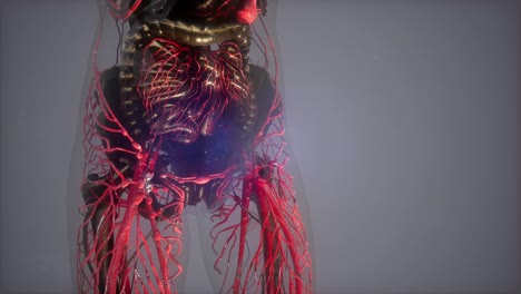 cuerpo humano con vasos sanguíneos brillantes