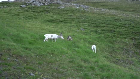 manada de renos en la noruega salvaje comiendo hierba