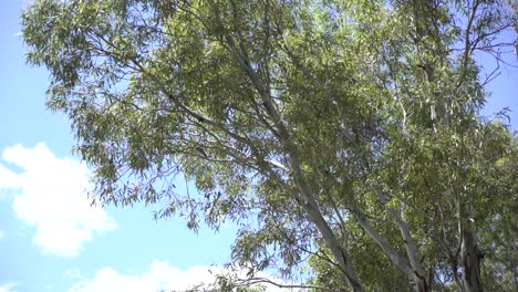 pájaro australiano en un árbol en el interior día soleado volando