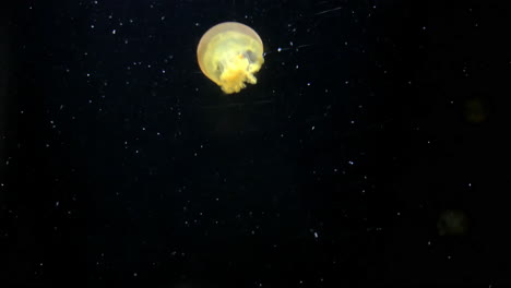 jellyfish - rhizostoma luteum - at kamon aquarium, japan