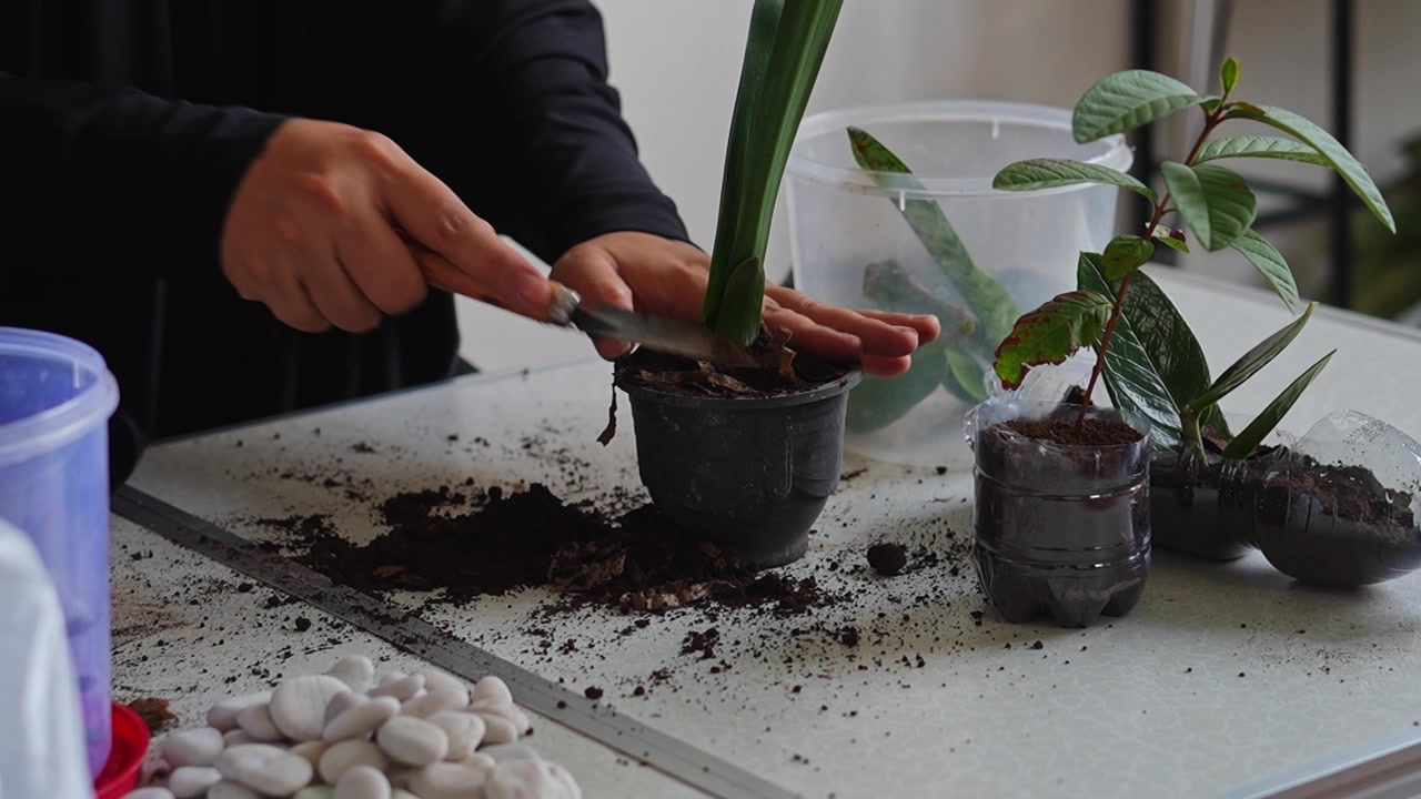 ASMR hagevideo av utjevning og pressing av jord rundt en grønn plante i potte ved hjelp av en liten håndspade