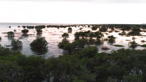 an aerial drone shot over a partially submerged forest in cambodia, with small boats navigating through the trees, showcasing the region's unique seasonal flooding and natural beauty.