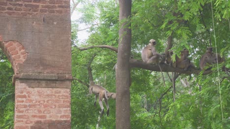 indian monkeys sitting on tree  in jungle