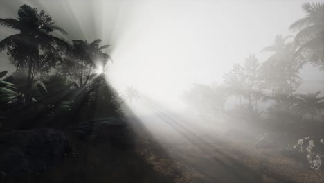 sunset beams through palm trees