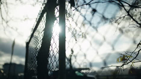 Chain-link-fence-and-blue-sky-behind-them