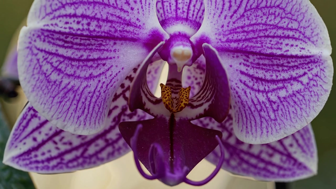 Primo piano di un vivace fiore di orchidea Phalaenopsis viola e bianco