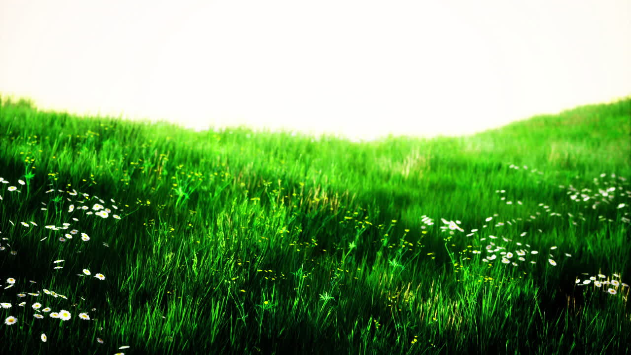 Lush green meadow filled with blooming wildflowers under bright sunlight
