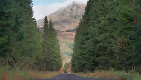 Un-Camino-Estrecho-Atraviesa-El-Bosque-De-Pinos