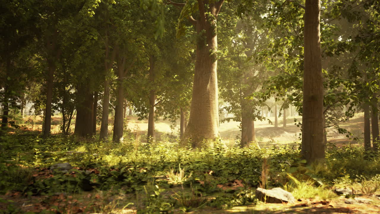 울창한 숲을 가로지르는 빛