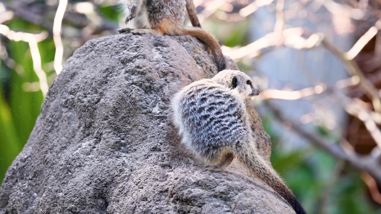바위 위 에 서 있는 수리카트 가 주변 을 둘러보고 있다