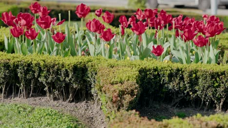 tulipanes rojos vibrantes y setos