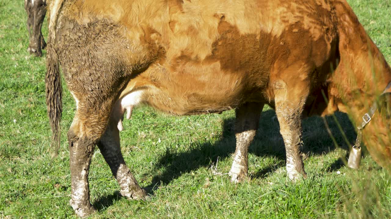 Mucca al pascolo in un campo soleggiato della Galizia