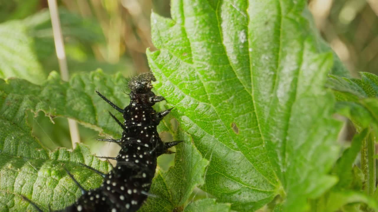 Caterpillar climbing upright on serrated leaf, backlit by sun through foliage