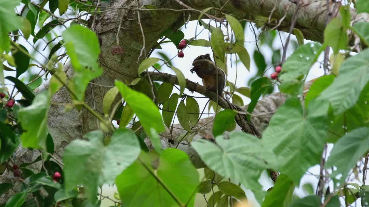 la cámara se aleja y se desliza hacia la derecha mientras esta ardilla está comiendo frutas, ardilla a rayas birmana tamiops mcclellandii, tailandia