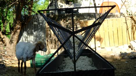 las ovejas comen heno en la granja de animales