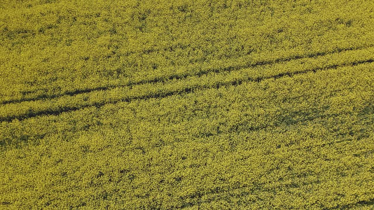vuelo de avión no tripulado sobre una cosecha de plantas de colza y con un giro de la cámara para ver desde arriba vemos el amarillo intenso de las flores y líneas rectas paralelas en la cosecha en toledo, españa