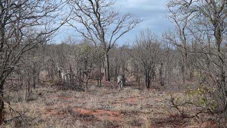 Wilde-Zebras-Im-Krüger-Nationalpark-In-Südafrika