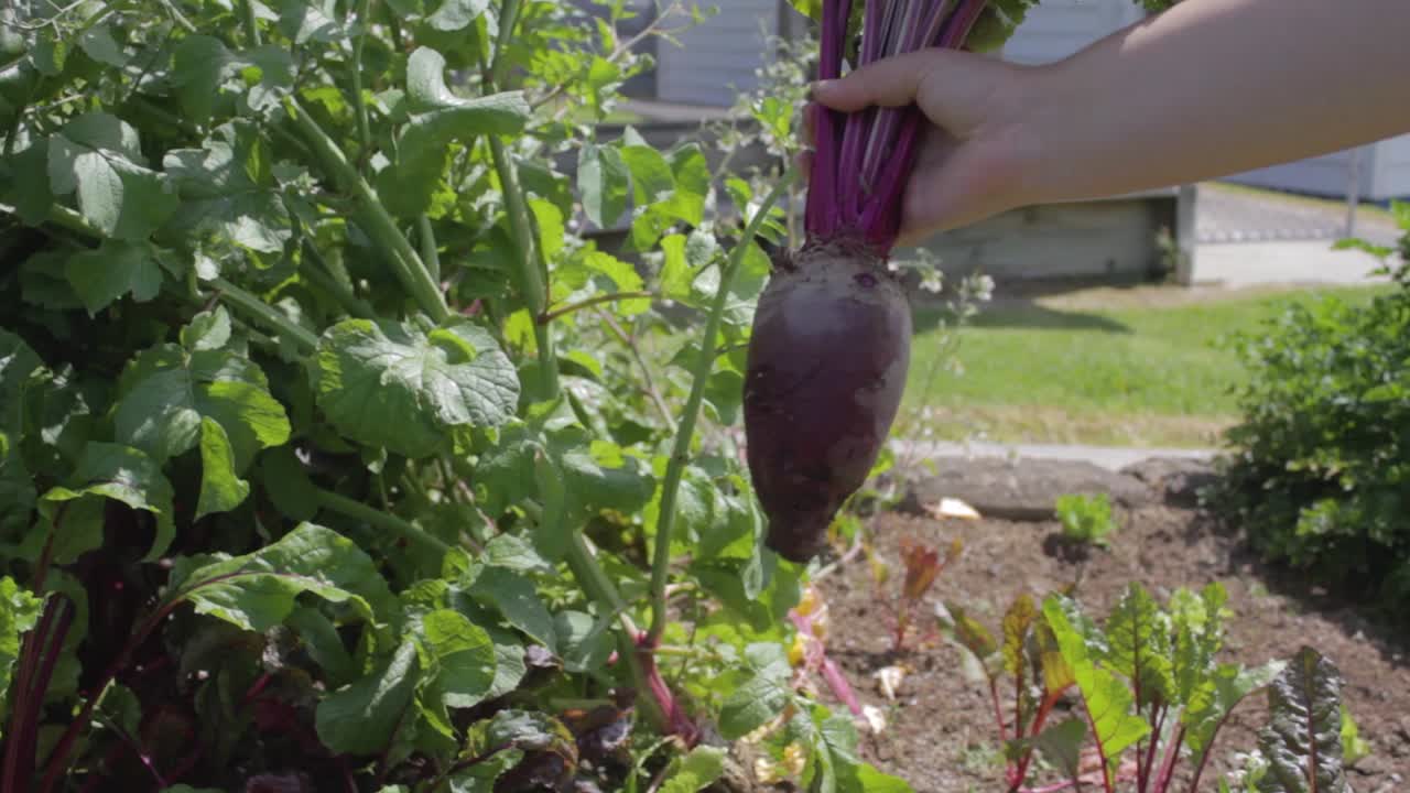 한 사람이 여름에 야외 정원에서 신선한 비트 뿌리를 따고 있습니다.