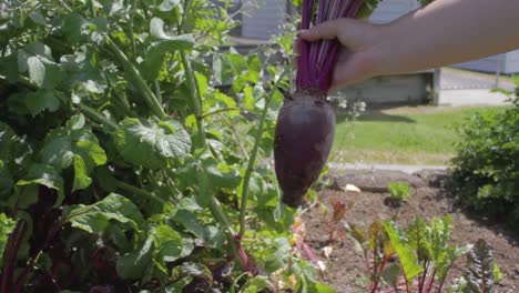 una persona está recogiendo una remolacha fresca de un jardín al aire libre en verano