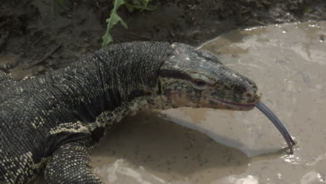 Asiatischer-Wassermonitor-In-Zeitlupe,-Der-Die-Zunge-Spritzt