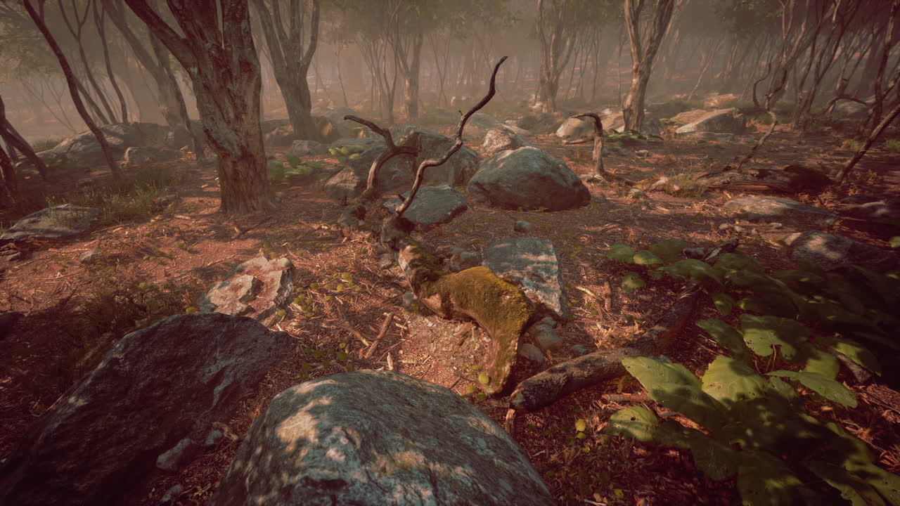 황금색  ⁇ 빛 에 비춰진 숲 에 있는 나무 들