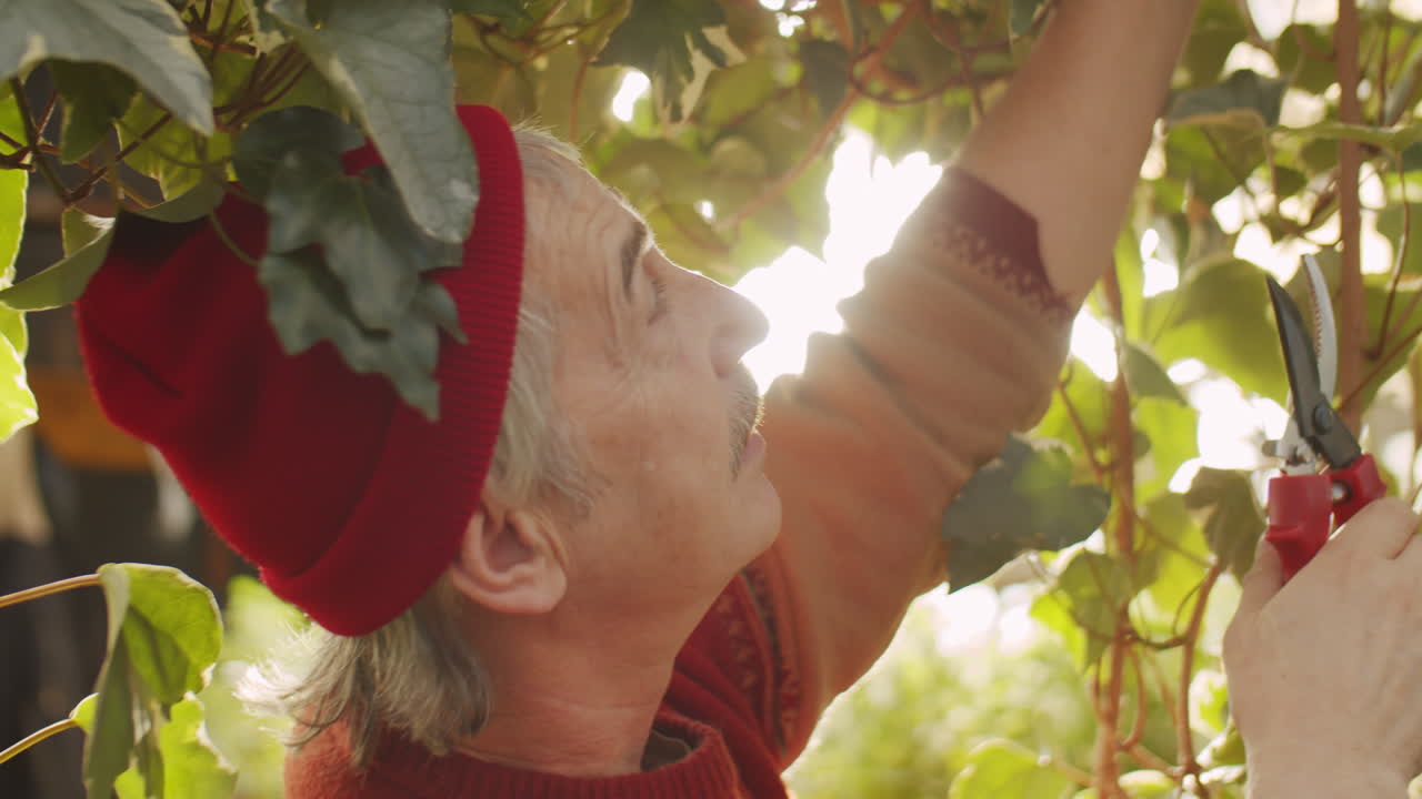 Elderly Man Pruning Plant in Greenhouse