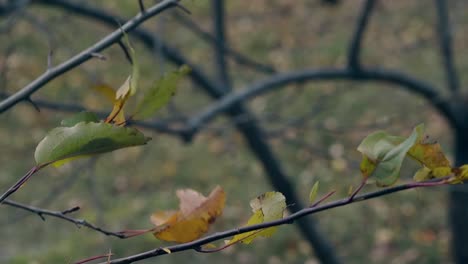 ramas delgadas con hojas verdes se balancean en la brisa ligera