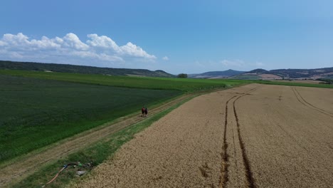 Levander-De-Amor-Y-Sentimientos-En-El-Campo-Y-Por-Las-Abejas.