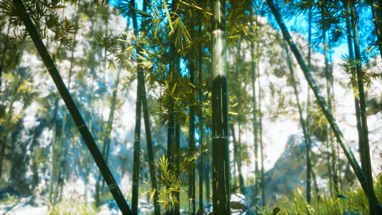 bosque de bambú asiático con luz solar