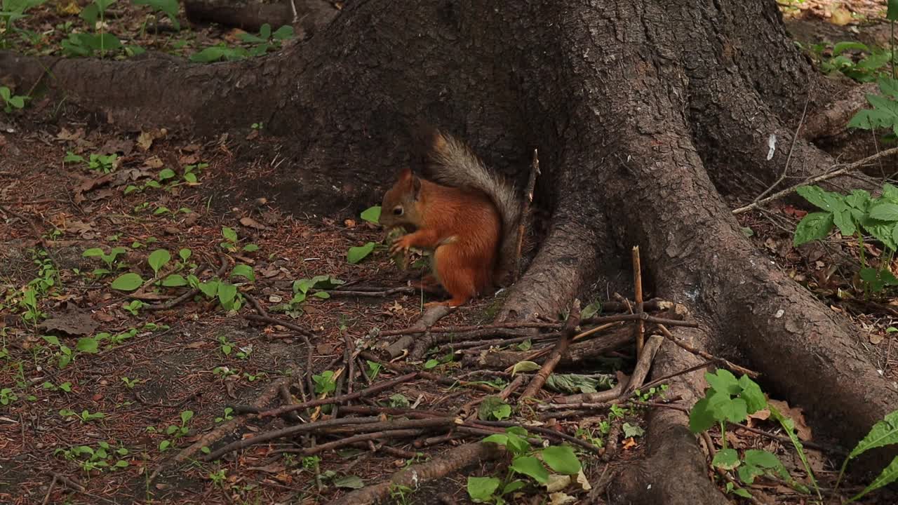 linda ardilla roja comiendo cono debajo del árbol, de cerca
