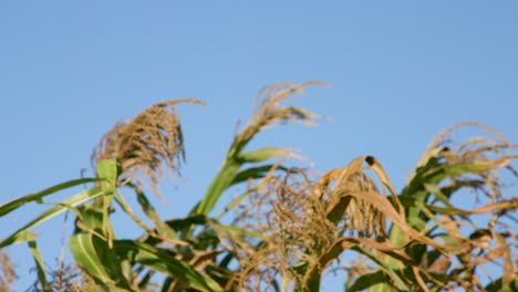 Weht-Getreide-Im-Wind