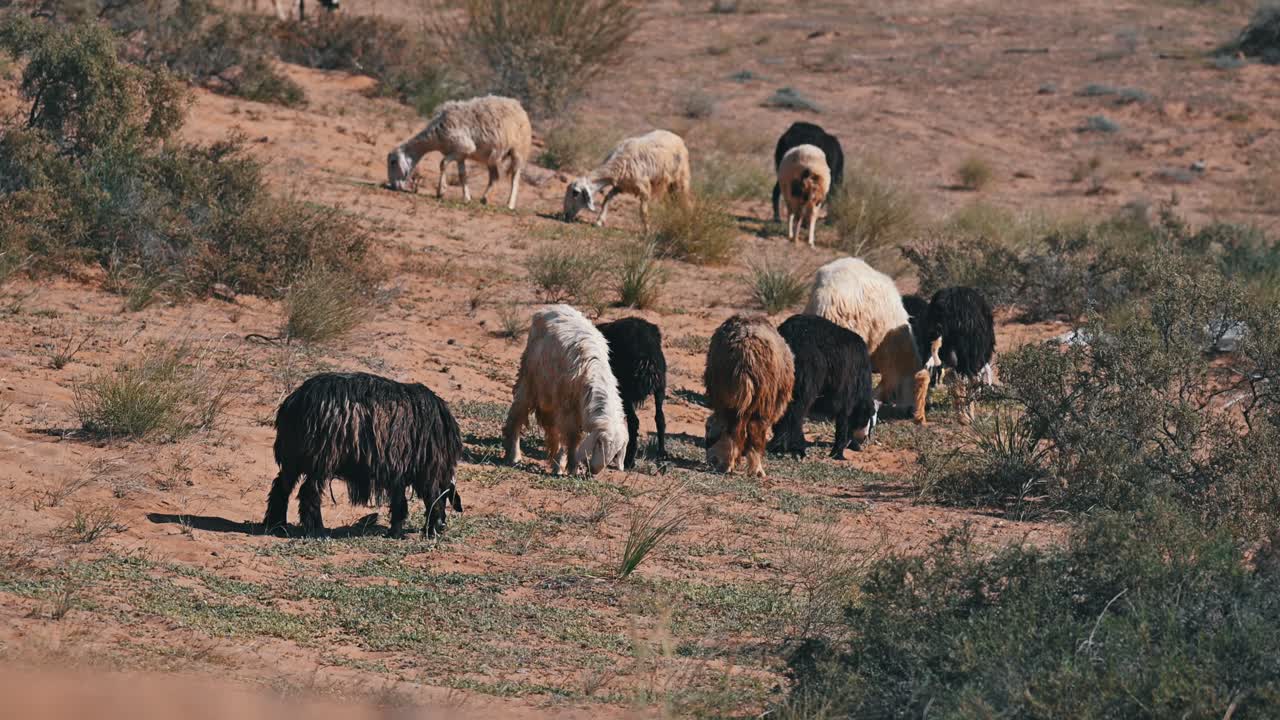 las ovejas najdi, nativas de la región de najd de la península arábiga, pastan en el desierto